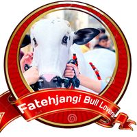 fatehjangi_bull_lovers1