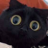 mone_il_gatto_monello