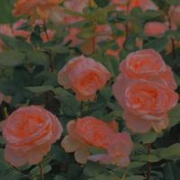 nhạc nền - Ltndehguioyc 🪄