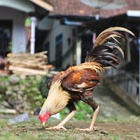suara asli - waaah