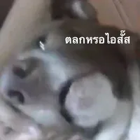 original sound - poppy.natchanara