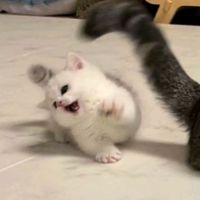 suara asli - nyaaa🍦