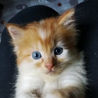 original sound - unggeldhoo