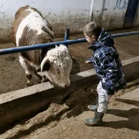 original sound - ayazmehmet66