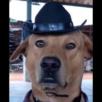 เสียงต้นฉบับ - ตํารวจบ้าน🪡👮🏻‍♂️🔺