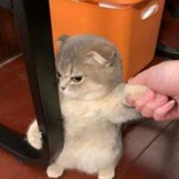 anonimalsc