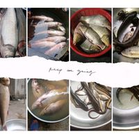 nhạc nền - Hồng Mới Tập chơi 🐟