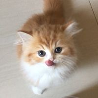 cikobobaeyes