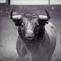 pasion_taurina_flamenca