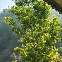 original sound - hussnain9536