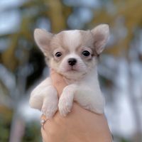 martin_tinny