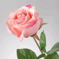rose_eva14