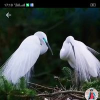 សំឡេងដើម - ខ្មែរស្រលាញ់ខ្មែរ🇰🇭🇰🇭🇰🇭