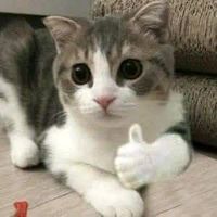 nhạc nền - Đỗ nv1 đổi tên sau ✨