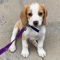 kinderthebeagle