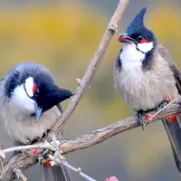original sound - ..peang