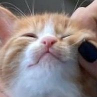 เสียงต้นฉบับ - ฝ้ายมีหมีเเล้ว