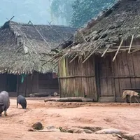 original sound - usero136hawj