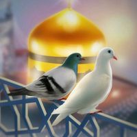 syedazahra3401