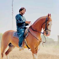 haidershah512144
