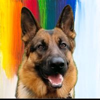 roccothegermansheperd