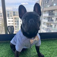 donner.thefrenchie