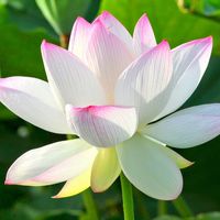 nhạc nền - Huy Thiện Phong 🙏