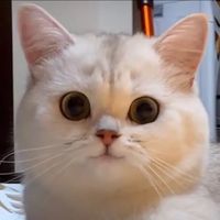 memes.for..everyone