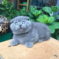 nhạc nền - CHÓP PETSHOP-SIÊU THỊ THÚ CƯNG