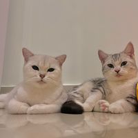 nhạc nền - Mấy con mèo và thằng Tân