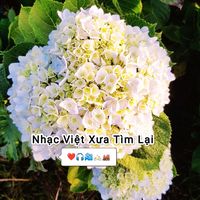nhacvietxua_timlai