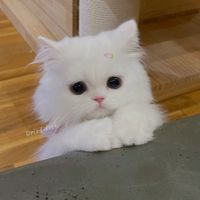 suara asli - Bible