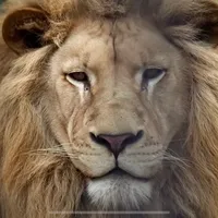 original sound - bro771qd