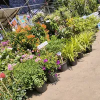 original sound - noyja205