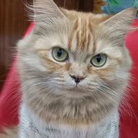 lifeofkitten
