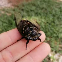 original sound - kaewdee1993