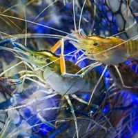 原聲 - ᝰꫛꫀꪝSun🐬💕᭄520