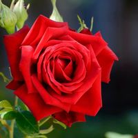 sanjayshrestha068