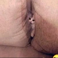 memesohot