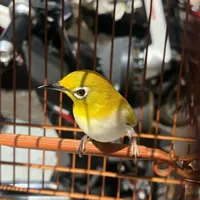 original sound - khuyenmanhmoc