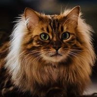 original sound - LADYROSS HQ