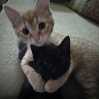 оригинальный звук