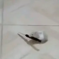 Meow Berdamai Dengan Takdir