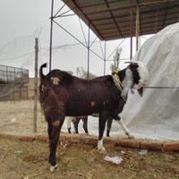 ghulamshabir7868