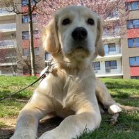 bellagoldenretriever25