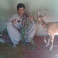 abdulgaffar25661