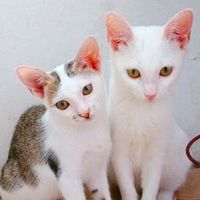 cattysnow285
