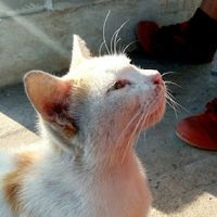 เสียงต้นฉบับ - แม๋วววว