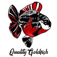 qualitygoldfish.id