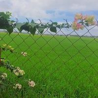 diyanakamil5